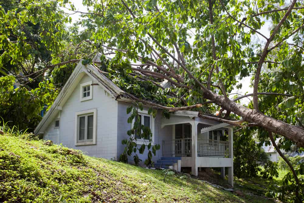 house with tree fallen on roof.